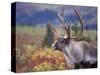 Caribou in Fall Tundra, Denali National Park, Alaska, USA-Howie Garber-Stretched Canvas