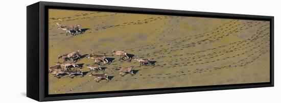 Caribou leaving tracks in mud, Alaska, USA-Art Wolfe-Framed Stretched Canvas