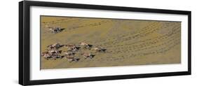 Caribou leaving tracks in mud, Alaska, USA-Art Wolfe-Framed Photographic Print