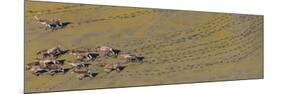 Caribou leaving tracks in mud, Alaska, USA-Art Wolfe-Mounted Photographic Print