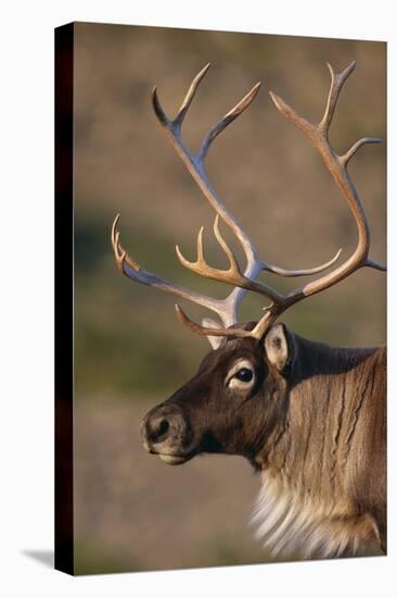 Caribou Looking into Sunset-null-Stretched Canvas