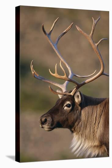 Caribou Looking into Sunset-null-Stretched Canvas