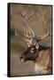 Caribou Looking into Sunset-null-Framed Stretched Canvas