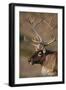 Caribou Looking into Sunset-null-Framed Photographic Print