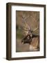 Caribou Looking into Sunset-null-Framed Photographic Print