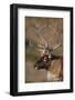 Caribou Looking into Sunset-null-Framed Photographic Print