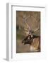 Caribou Looking into Sunset-null-Framed Photographic Print