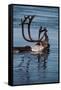 Caribou Migration-Staffan Widstrand-Framed Stretched Canvas