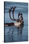 Caribou Migration-Staffan Widstrand-Stretched Canvas