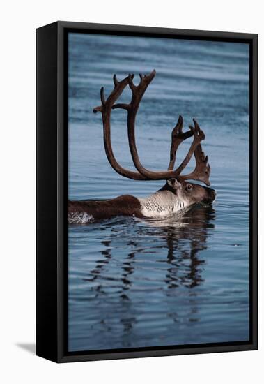 Caribou Migration-Staffan Widstrand-Framed Stretched Canvas