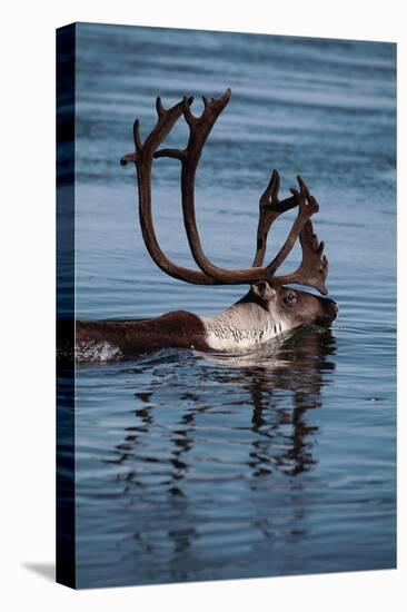 Caribou Migration-Staffan Widstrand-Stretched Canvas