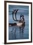 Caribou Migration-Staffan Widstrand-Framed Photographic Print