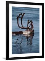 Caribou Migration-Staffan Widstrand-Framed Photographic Print