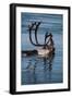 Caribou Migration-Staffan Widstrand-Framed Photographic Print