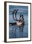 Caribou Migration-Staffan Widstrand-Framed Photographic Print