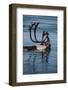 Caribou Migration-Staffan Widstrand-Framed Photographic Print