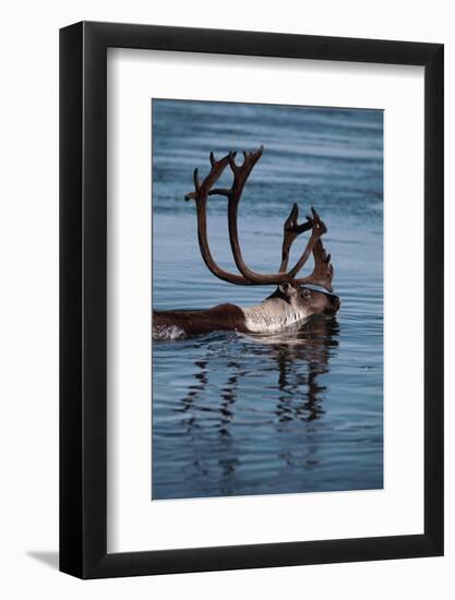 Caribou Migration-Staffan Widstrand-Framed Photographic Print