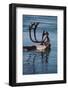 Caribou Migration-Staffan Widstrand-Framed Photographic Print