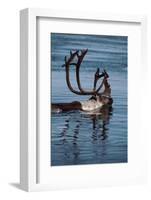 Caribou Migration-Staffan Widstrand-Framed Photographic Print