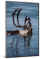 Caribou Migration-Staffan Widstrand-Mounted Photographic Print