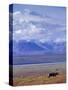 Caribou on Tundra Below Mt. McKinley-Paul Souders-Stretched Canvas