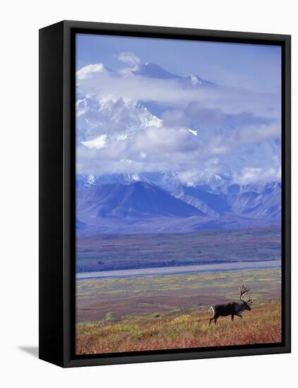 Caribou on Tundra Below Mt. McKinley-Paul Souders-Framed Stretched Canvas