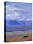 Caribou on Tundra Below Mt. McKinley-Paul Souders-Stretched Canvas