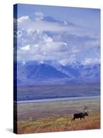 Caribou on Tundra Below Mt. McKinley-Paul Souders-Stretched Canvas