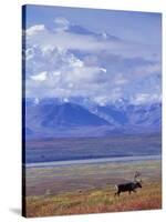 Caribou on Tundra Below Mt. McKinley-Paul Souders-Stretched Canvas