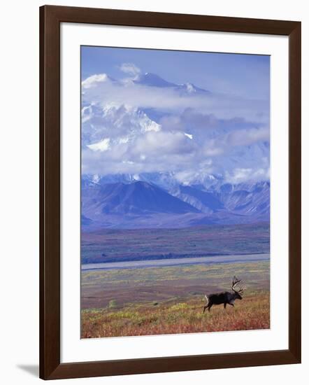 Caribou on Tundra Below Mt. McKinley-Paul Souders-Framed Photographic Print