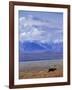 Caribou on Tundra Below Mt. McKinley-Paul Souders-Framed Photographic Print