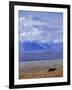 Caribou on Tundra Below Mt. McKinley-Paul Souders-Framed Photographic Print