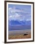 Caribou on Tundra Below Mt. McKinley-Paul Souders-Framed Photographic Print