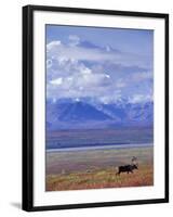 Caribou on Tundra Below Mt. McKinley-Paul Souders-Framed Photographic Print