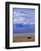 Caribou on Tundra Below Mt. McKinley-Paul Souders-Framed Photographic Print