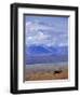 Caribou on Tundra Below Mt. McKinley-Paul Souders-Framed Photographic Print