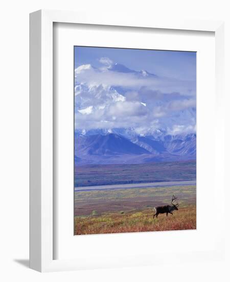 Caribou on Tundra Below Mt. McKinley-Paul Souders-Framed Photographic Print