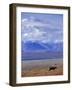 Caribou on Tundra Below Mt. McKinley-Paul Souders-Framed Photographic Print