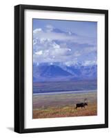 Caribou on Tundra Below Mt. McKinley-Paul Souders-Framed Photographic Print