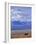 Caribou on Tundra Below Mt. McKinley-Paul Souders-Framed Photographic Print