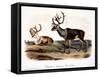 Caribou (Rangifer Caribou)-John Woodhouse Audubon-Framed Stretched Canvas