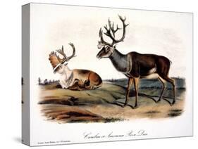 Caribou (Rangifer Caribou)-John Woodhouse Audubon-Stretched Canvas