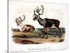 Caribou (Rangifer Caribou)-John Woodhouse Audubon-Stretched Canvas