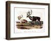 Caribou (Rangifer Caribou)-John Woodhouse Audubon-Framed Giclee Print