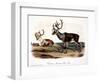 Caribou (Rangifer Caribou)-John Woodhouse Audubon-Framed Giclee Print