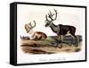 Caribou (Rangifer Caribou)-John Woodhouse Audubon-Framed Stretched Canvas