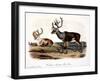 Caribou (Rangifer Caribou)-John Woodhouse Audubon-Framed Giclee Print