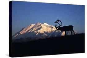 Caribou Wildlife, Mt McKinley, Denali National Park and Preserve, Alaska, USA-Hugh Rose-Stretched Canvas