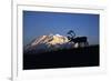 Caribou Wildlife, Mt McKinley, Denali National Park and Preserve, Alaska, USA-Hugh Rose-Framed Photographic Print