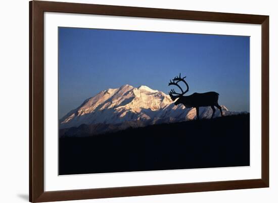 Caribou Wildlife, Mt McKinley, Denali National Park and Preserve, Alaska, USA-Hugh Rose-Framed Photographic Print